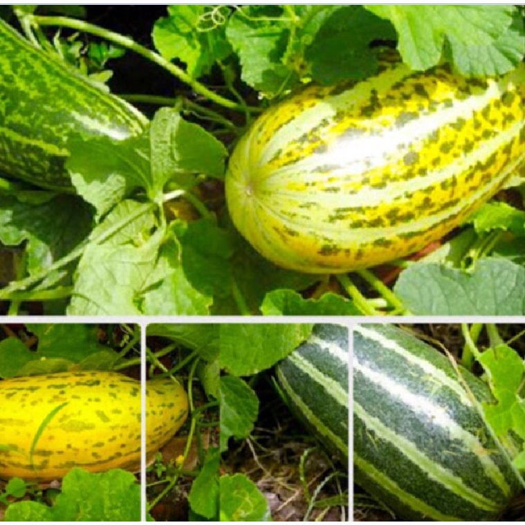 Hạt Giống Dưa Gang trái dài dể trồng-gói 20 hạt