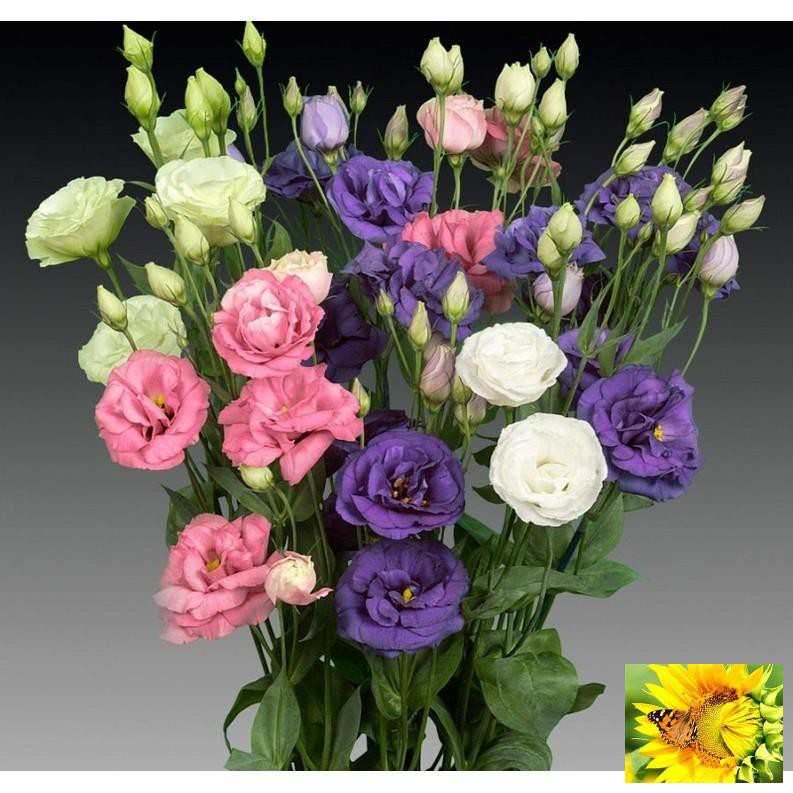 Hạt giống hoa Cát tường