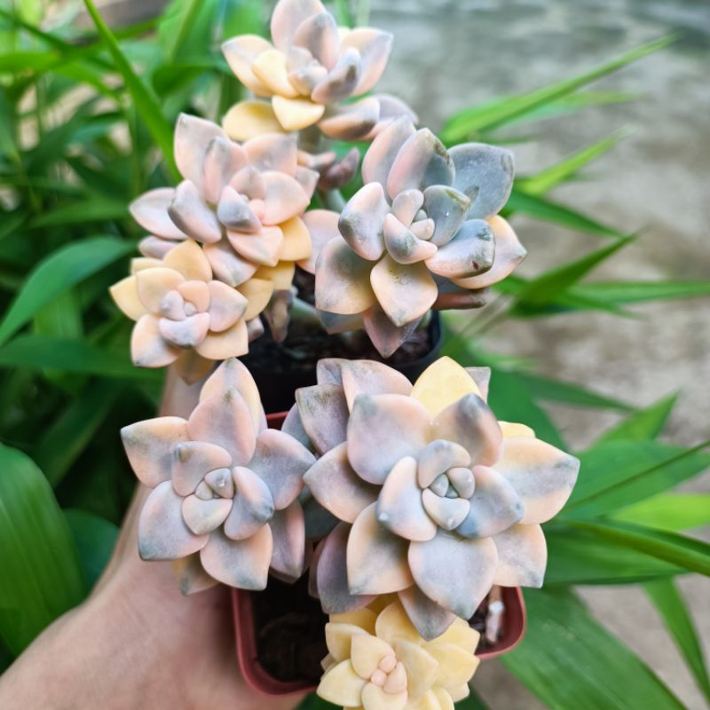(Siêu rẻ _$ale 50%) Sen Đá Var Tuyệt Đẹp Rất Hót