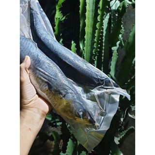 CÁ SAPA ( CÁ THU NHẬT ) 500gram