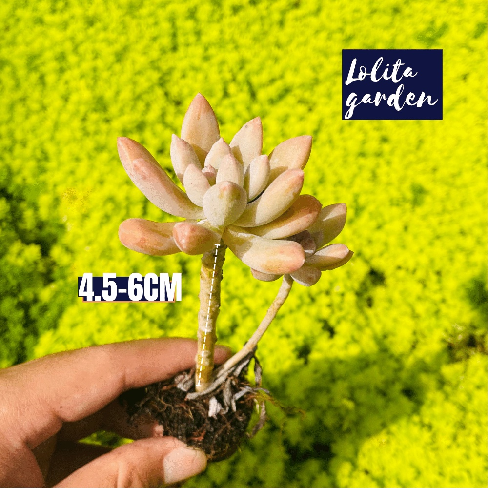 Sen đá pha lê cổ thụ Đà Lạt size mini cây cảnh trang trí nhà cửa Lolita garden