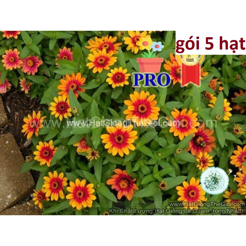 100h Hạt Giống Hoa Cúc Lá Nhám Lùn Sai Bông Profusion Đỏ Vàng