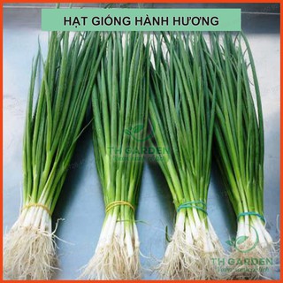10gr Hạt Giống Hành Hương (Hành Lá) Cao Sản - Rất Dễ Trồng Tại Nhà - Học Viện Nông Nghiệp Việt Nam