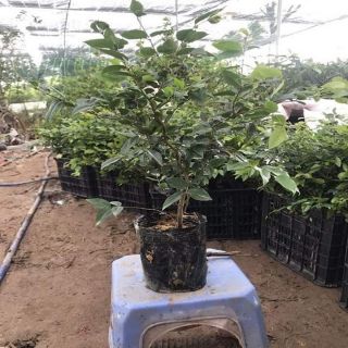 Nho thân gỗ tứ quý