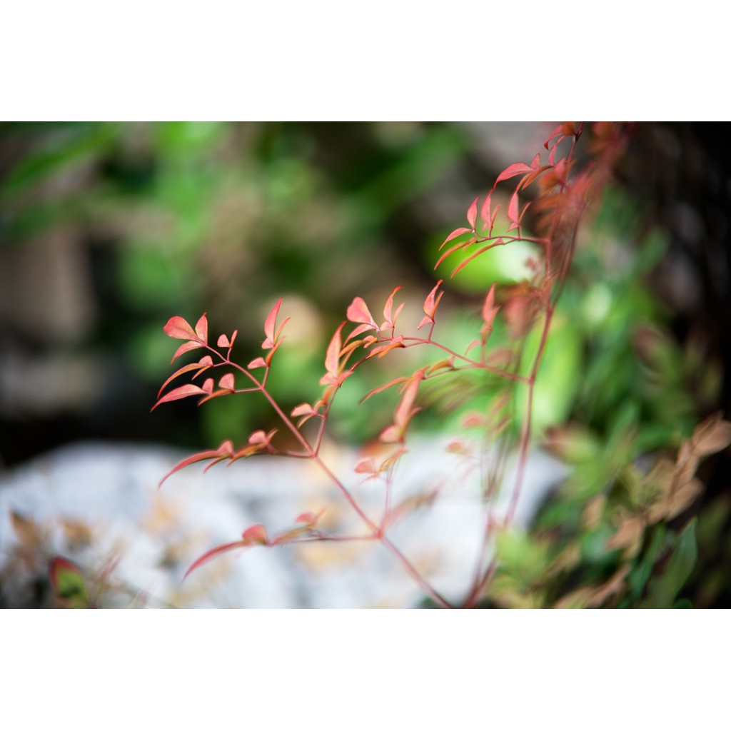 Ống kính máy ảnh JcPenney 200mm f3.5 MF Minolta MD  - 10238