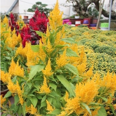 Hạt giống hoa mào gà đuôi phụng nhiều màu - 50 hạt/gói