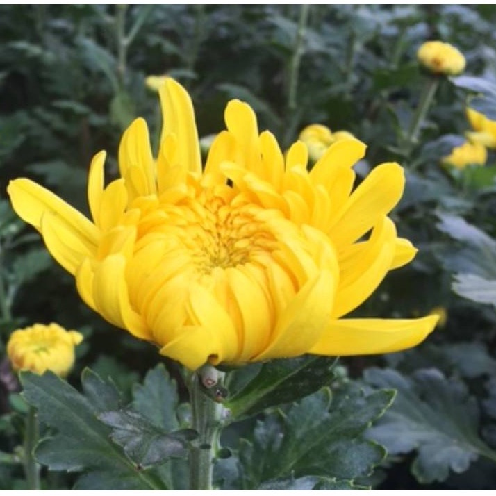 Hạt giống Hoa Cúc Vàng Bông To/ Cúc Đại Đoá Vàng Tặng Kích Mầm