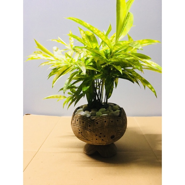 5 chậu gáo dừa miêng trơn, hoa văn có đế