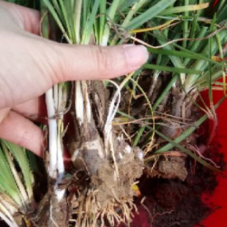 Cây hoa huệ mưa (cây tóc tiên)