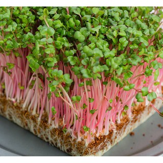 Hạt giống rau mầm củ cải đỏ -100g