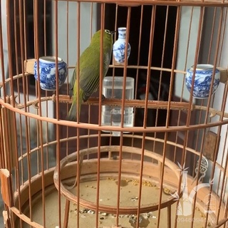 Cóng nước cho lồng khuyên