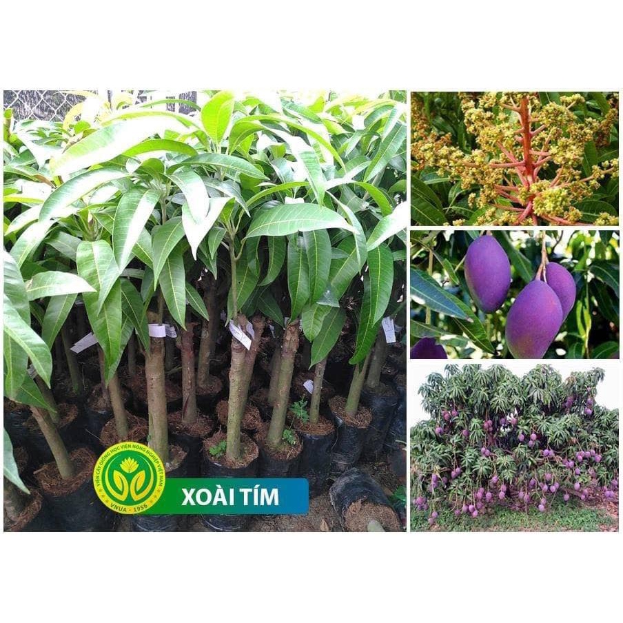 Cây giống Xoài Tím Thái Lan. ( Cho trái sớm)