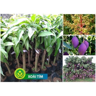Cây giống Xoài Tím Thái Lan.