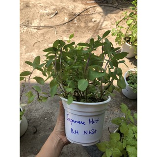 Chậu cây Bạc Hà Nhật - Japanese Mint