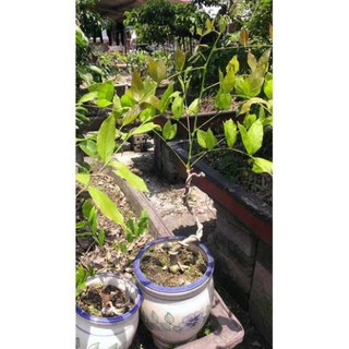 CÂY GIỐNG HOA TỬ ĐẰNG THÂN GỖ