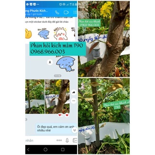 Combo 2 lọ T90 kích mầm mai vàng hoa hồng chính hãng,hiệu quả 100%