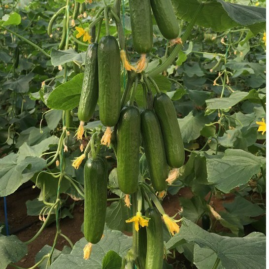 [Hạt Israel] - Hạt Giống Dưa Leo Tự Thụ Phấn Maya - Maya Cucumber Seeds - tỷ lệ nảy mầm 95% (gói 5 hạt)