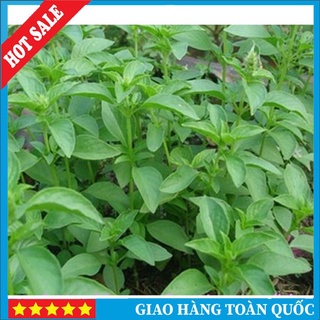 Deal 1k - 2gr hạt giống rau é trắng - nknkshop_177giapnhat