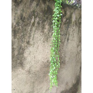 Cây giả- cụm lá liễu rủ 80cm