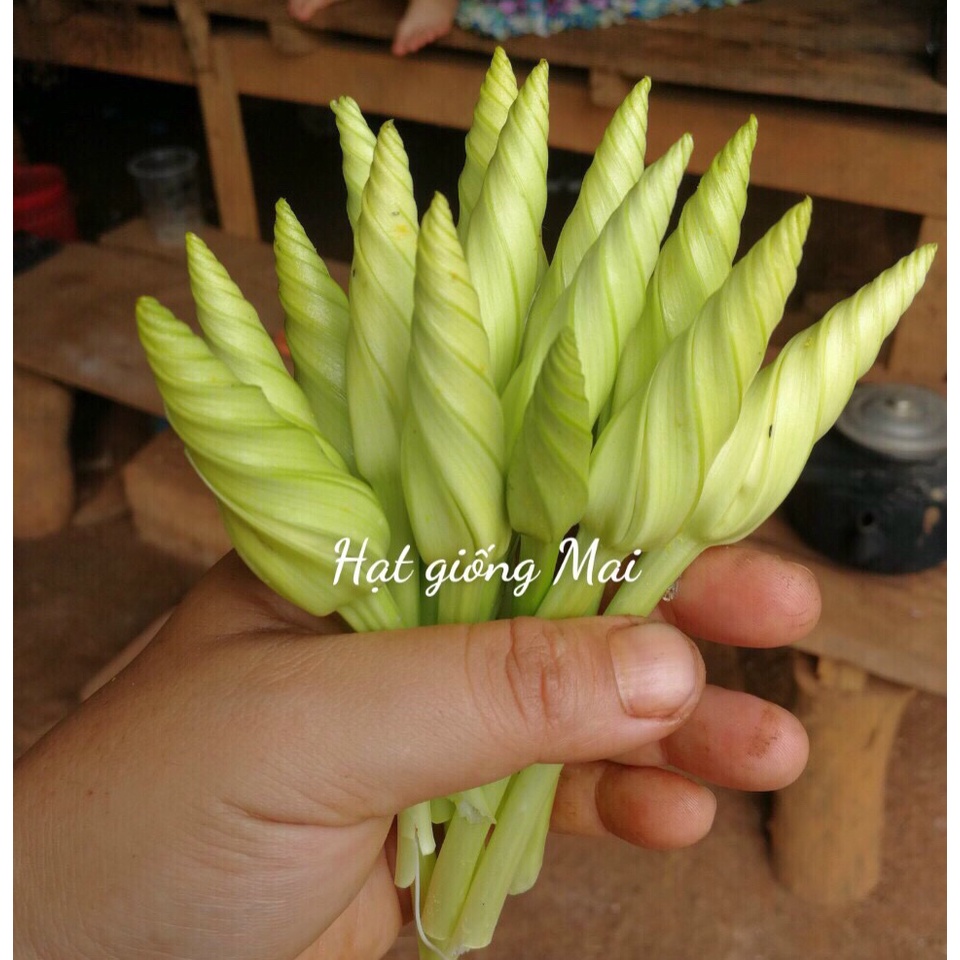 HẠT GIỐNG HOA CHÔM CHAN