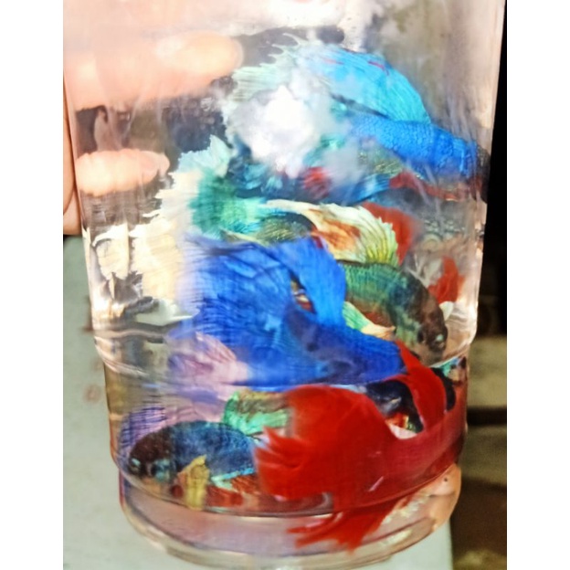 BETTA ĐUÔI XÒE Loạn Màu SIÊU ĐẸP 1con trống tặng thức ăn