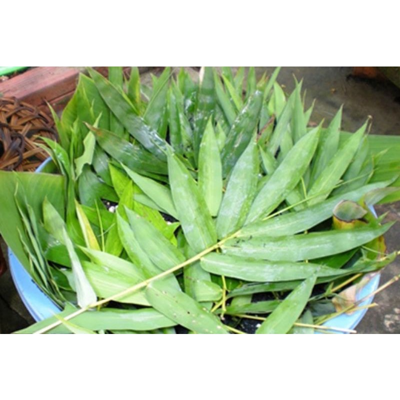 Lá tre làm giá tại nhà 1kg