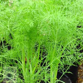 Gói 50 hạt giống Củ Fennel Finnochio