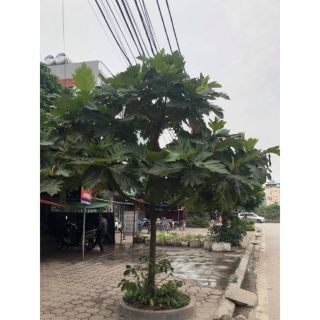 Cây 🌲 Sake.... sáp 1m6