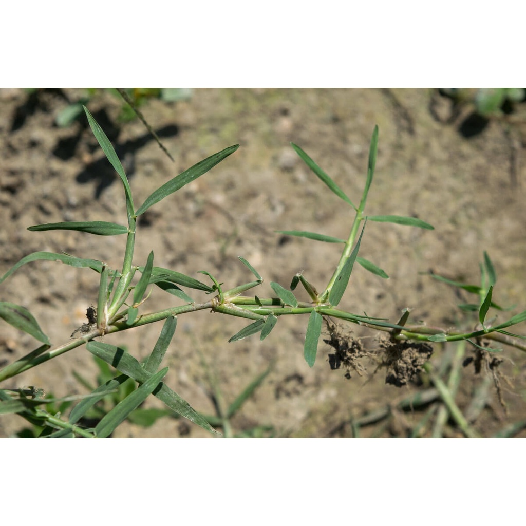 Cây Elymus repens Eurasian Grass (Cỏ Cảnh Á Âu) chậu nhựa 8cm