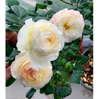 Hoa hồng ngoại Keira trắng hồng pastel hương hoa mộc dược, giao cây chậu C9 - Trang Flowers