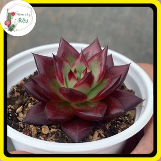 Sen đá Đế Vương Đỏ Cây Loại Đẹp size 7-8 cm 💥 FREESHIP 💥 Sen Đá Hỏa Đế dễ chăm, giá rẻ lên màu đẹp.