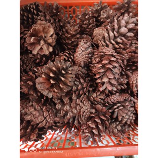 Rẻ Nhất + (Hàng Đẹp) 5 Quả thông trang trí cây thông noel