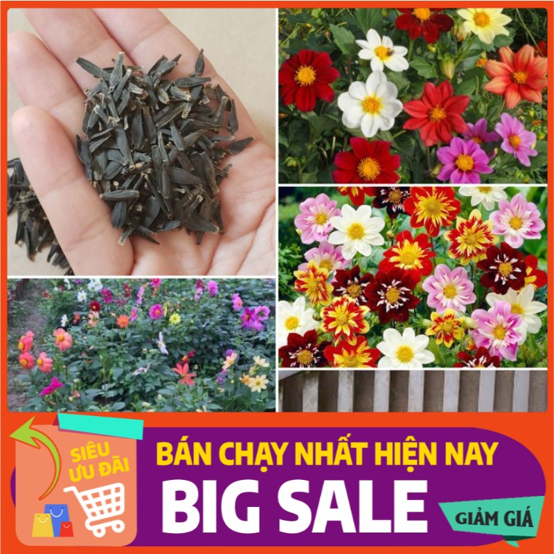 [ Hạt Giống Xanh ] Hạt Giống Hoa Thược Dược Bụi Đơn Mix