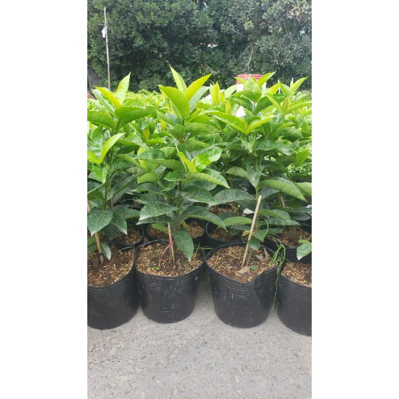 mỹ hồng 1 cốt