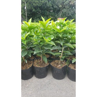 Mỹ hồng 1 cốt
