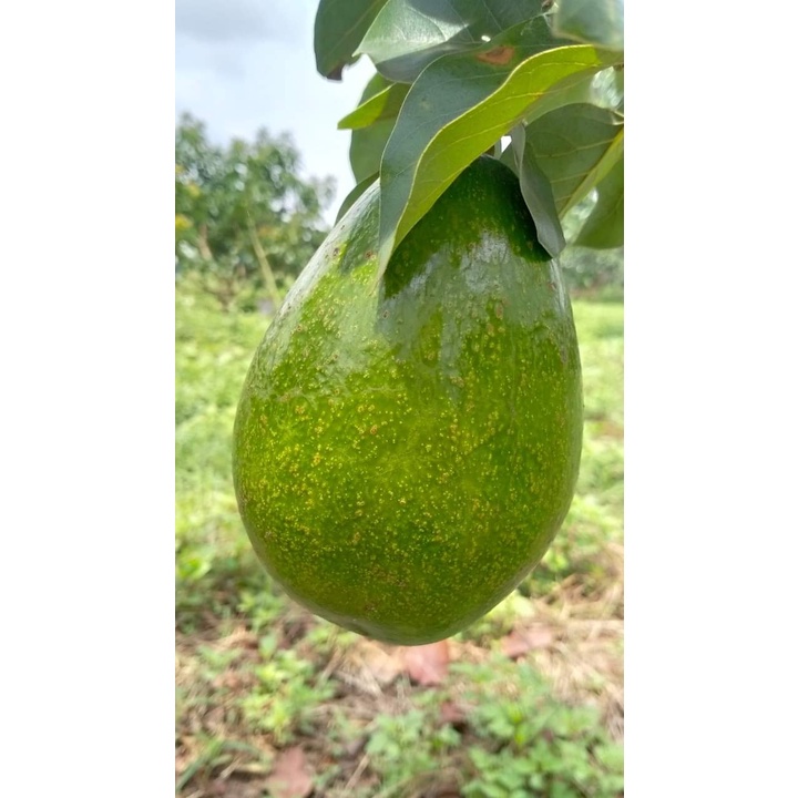 Cây Giống Bơ Tứ Quý Cho Trái Siêu Sớm Chuẩn Giống
