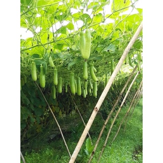 10 HẠT GIỐNG BẦU SAO