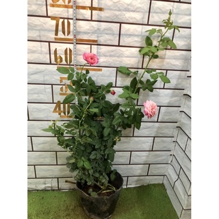 cây hoa Hồng Cóntance(hồng leo)