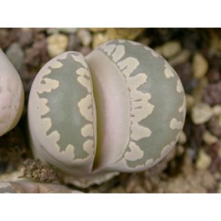 Lithops C350 0.5~1cm