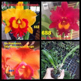 Cattleya giống trung biết màu hoa