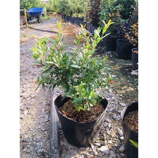 Cây giống lựu đỏ Ấn Độ