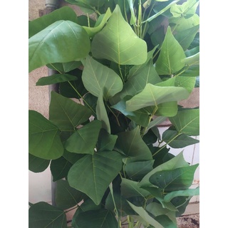Lá vông tươi 1kg