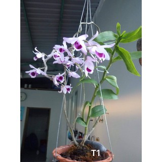 Thuốc kích hoa lan phi điệp GF