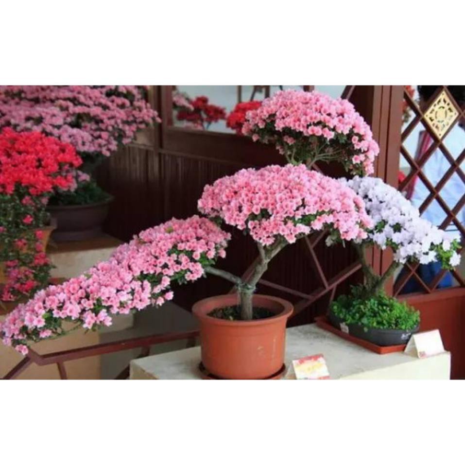 Sản phẩm CÂY GIỐNG HOA ĐỖ QUYÊN NHẬT BẢN ĐỦ MÀU + Tặng  phân hữu cơ cao cấp