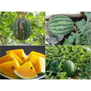 10 hạt giống quả dưa hấu ruột vàng