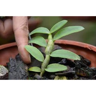 PHI ĐIỆP KIẾN LỬA hàng giống