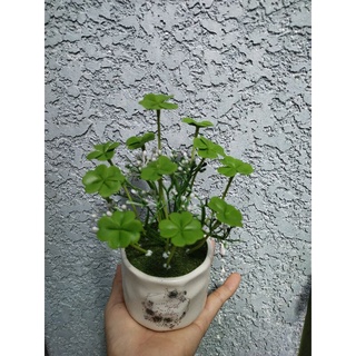 Chậu cỏ 4 lá may mắn