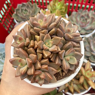 Sen đá đá nâu chậu to 10cm