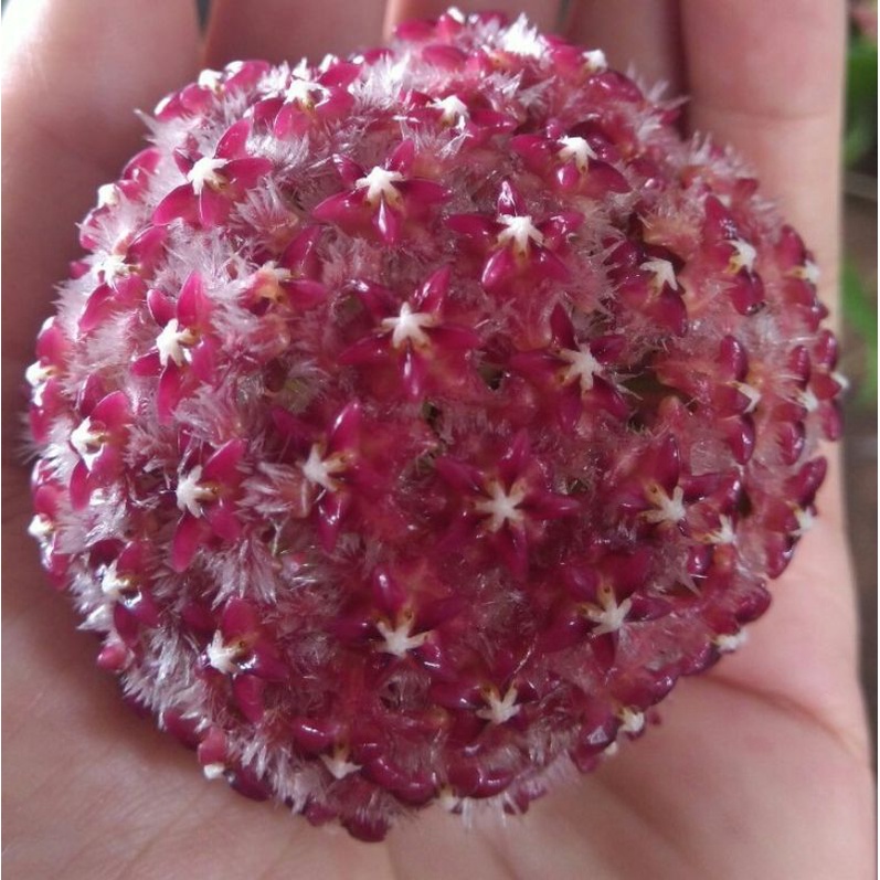 Cẩm cù Mindorensis Red hoa đỏ tuyệt đẹp