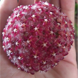 Cẩm cù Mindorensis Red hoa đỏ tuyệt đẹp